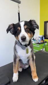 Shaving An Australian Shepherd: The Great Debate