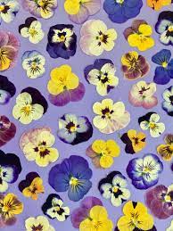 Excited To Share This Item From My Etsy Shop 25 Pressed Dried Viola Pansies Pansies Flowers Viola Flower Pansies Art