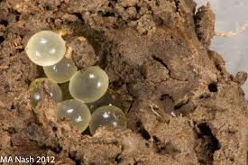 Can anyone tell me the difference between slug eggs and worm eggs? Black Keeled Slug Eggs Laid Into Soil A Snug Blog