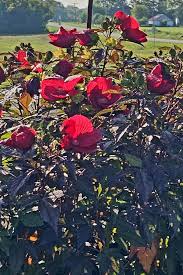 Image result for Hibiscus meyeri