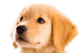 These enchanting golden retrievers sure do. Golden Retriever Puppy Stock Image Image Of Baby Expressive 19982545