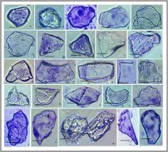 Image result for Acrachne racemosa