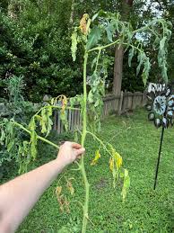 Image result for tomato seedling fusarium wilt