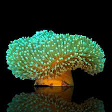 Image result for Sarcophyte