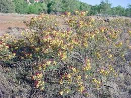 Image result for Erythrostemon