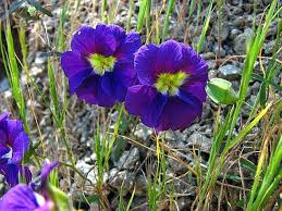 Check spelling or type a new query. Tropaeolum Pacific Bulb Society