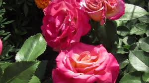 Jun 28, 2021 · michel drucker. Moj Rozovyj Sad 2020g Michel Drucker I Simply Gorgeous Moi Malyshki Youtube