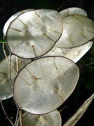 Lunaria Honesty Moonwort Money Plant Purple Violet Flower Silver Dollar Plant Dollar Plant Money Plant