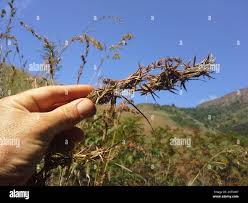 Image result for Cymbopogon caesius