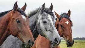 Resultado de imagen para caballos