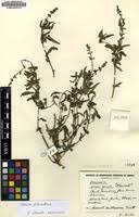 Image result for Ocimum filamentosum