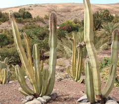 Image result for Lophocereus