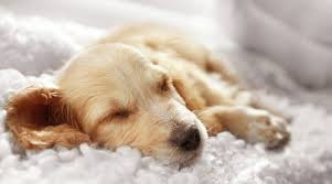 You should begin training your puppythe moment she comes home with you. How Much Do Puppies Sleep The Puppy Sleep Calculator All Things Dogs