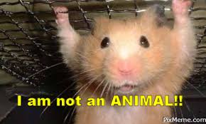 Angry Hamster Know Your Meme I found a song called super hot vampire lady and wanted to draw this majestic woman again~ (and i really like her hairstyle) #residentevilvillage #ladydimitrescu pic.twitter.com/eoltghnvrv. internet meme database know your meme