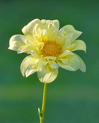 We did not find results for: 90 000 Best Yellow Flower Photos 100 Free Download Pexels Stock Photos