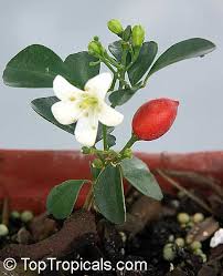 Image result for Maerua paniculata