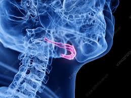 Image result for Hyoid Bone