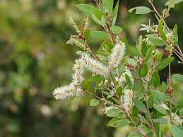 Image result for Melaleuca