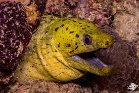 We have reviews of the best places to see in moray. Fimbriated Moray Eel Facts And Photographs Seaunseen