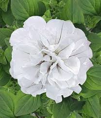 So werden in einem jahr mehrere millionen pflanzen versendet. Pin Op Tuinplanten E A