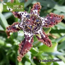 Image result for Ferraria glutinosa