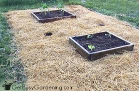 We did not find results for: Choosing The Best Mulch For Vegetable Gardens Get Busy Gardening