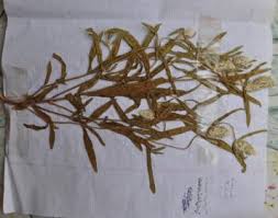 Image result for Pandiaka