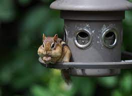 If you have a problem with these little critters at your home, you may be wondering what you can do to keep them away. Humane Ways To Get Rid Of Chipmunks Chipmunk Removal Methods