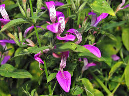 Image result for Dicliptera