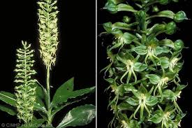 Image result for Habenaria petitiana