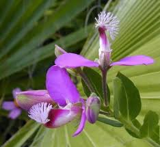 Image result for Polygala macrostigma