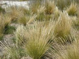 Image result for Aristida stipoides