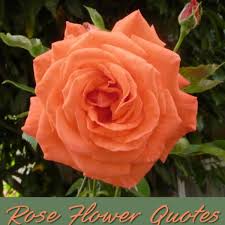 Maybe you would like to learn more about one of these? Beautiful Quotes About The Rose Flower Holidappy