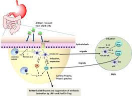 Plant cell diagram mcgraw hill. Plant Cell Made Protein Antigens For Induction Of Oral Tolerance Sciencedirect