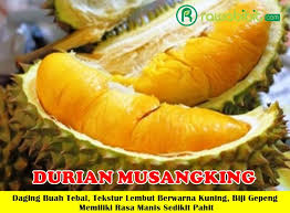 Jual bibit durian musang king kaki tiga unggul super tokofora. Bibit Tanaman Durian Musang King Rawabibit Com