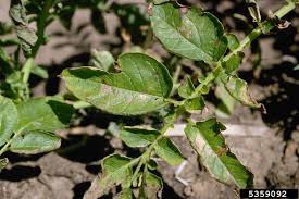 Image result for tomato seedling early blight