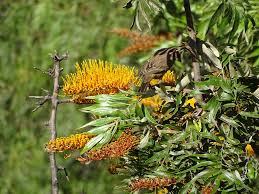 Image result for Combretum illairii