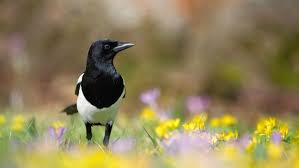 Heimische Gartenvogel Erkennen Ndr De Ratgeber Garten