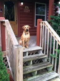 Easily searchable and bookable online! 60 Pet Friendly Rentals Ideas Pet Friendly Vacation Rental Vacation Books