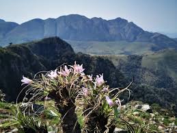 Image result for Xerophyta villosa