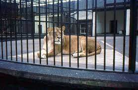 The Lion Cage London Zoo 1969 London Zoo Zoo Pictures Zoo Photos