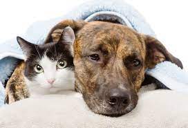 Acute Feline Upper Respiratory Infection Proceedings