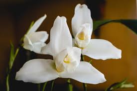 Otros patrimonios tangibles de guatemala importantes que se pueden mencionar son el centro cívico en la capital del país, la ciudad de antigua guatemala y 26 de febrero día del patrimonio cultural de guatemala. Dia De La Monja Blanca Flor Nacional Patrimonio Natural De Guatemala Conap