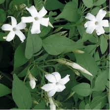 Image result for Bouvardia longiflora