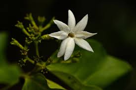 Image result for Jasminum dichotomum