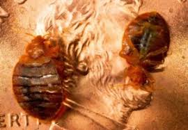Treatment for bed bugsl control london is detailed and complex. Bed Bug Treatment Business Prep Sheet Checklist