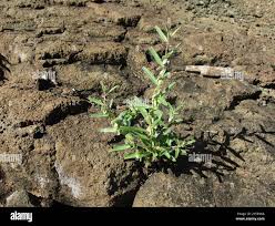 Image result for Polygala erioptera