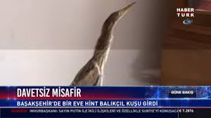 Bir Eve Hint Balikcil Kusu Girdi Youtube