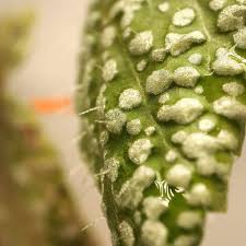 Image result for Begonia rostrata