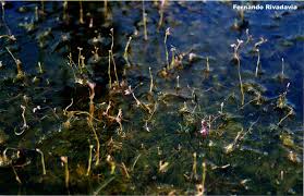 Image result for Utricularia benjaminiana